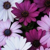 Image 1: Osteospermum 'Akila Berries and Cream' Garden-Ready Plants