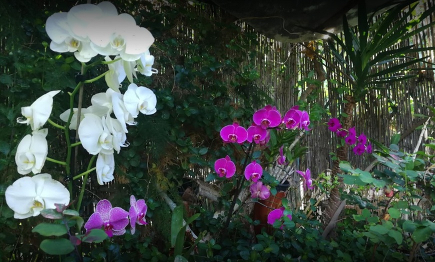 Image 5: Entrada al orquidario y brunch en Café Orquidea