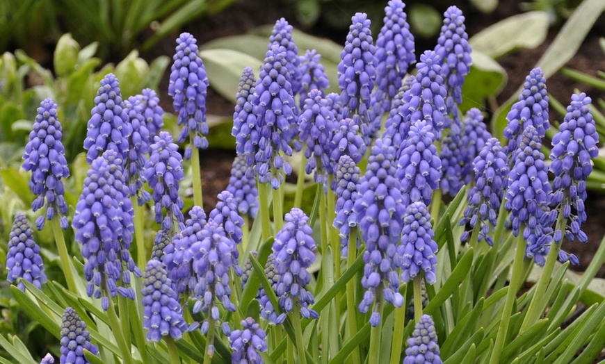 Image 4: 60 or 120 Muscari Armeniacum 'Grape Hyacinth' Spring Flowering Bulbs