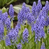 Image 4: 60 or 120 Muscari Armeniacum 'Grape Hyacinth' Spring Flowering Bulbs
