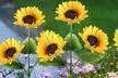 Two or Four Upgraded 3 in 1 Solar Sunflower LED Lights - Second Medium