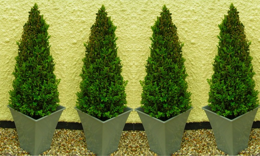 Image 3: Two Topiary Buxus Pyramids