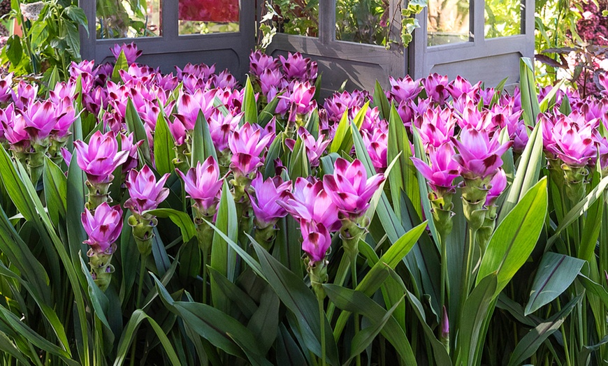 Image 2: Curcuma Siam Tulip Plants