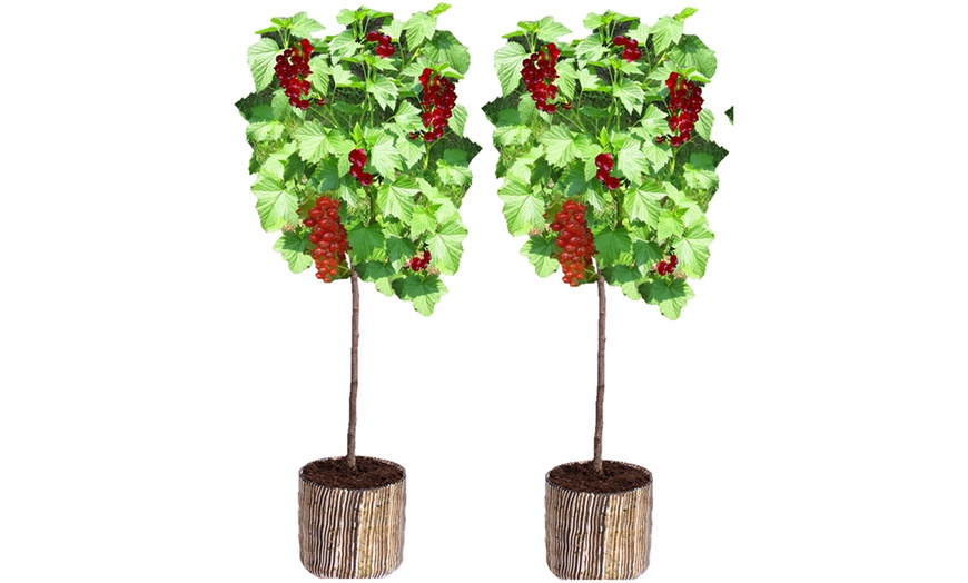 Image 1: Lot de 2 plants de groseilliers rouges sur tige