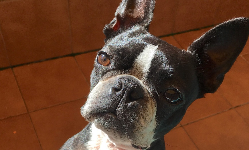 Image 5: Vacunas y consultas para perros y gatos con revisión y desparasitación