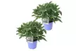 Lot de 2 Hortensias: Candlelight, Early Harry, Magic Pillow - Second Medium