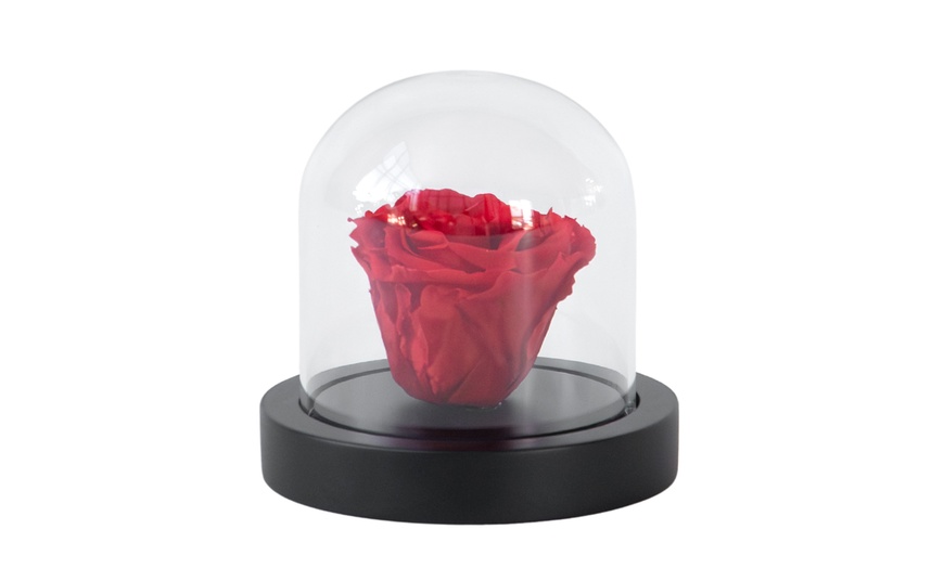 Image 4: Echte rode roos onder stolp 