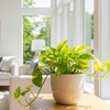 Image 1: Golden Pothos in 4", 6", and 8" Sizes with Free Shipping – Air-Purifying & Simple Care Plant Up to 15% Off