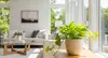 Your Healthy Home Hero: Golden Pothos – Air-Purifying & Low-Maintenance from House Plant Shop with Free Shipping Up to 15% Off