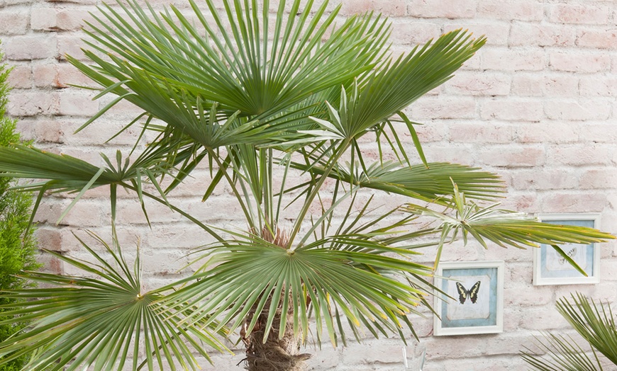 Image 2: Hardy Chusan Windmill Fan Palm