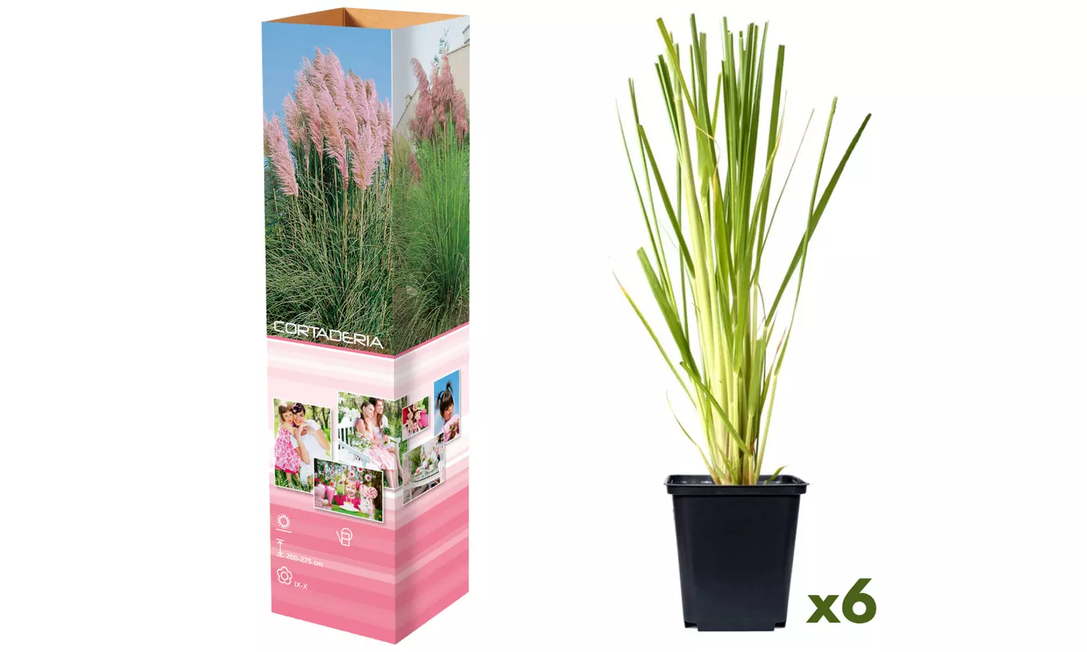 3 o 6 piante di Pampasgras americano