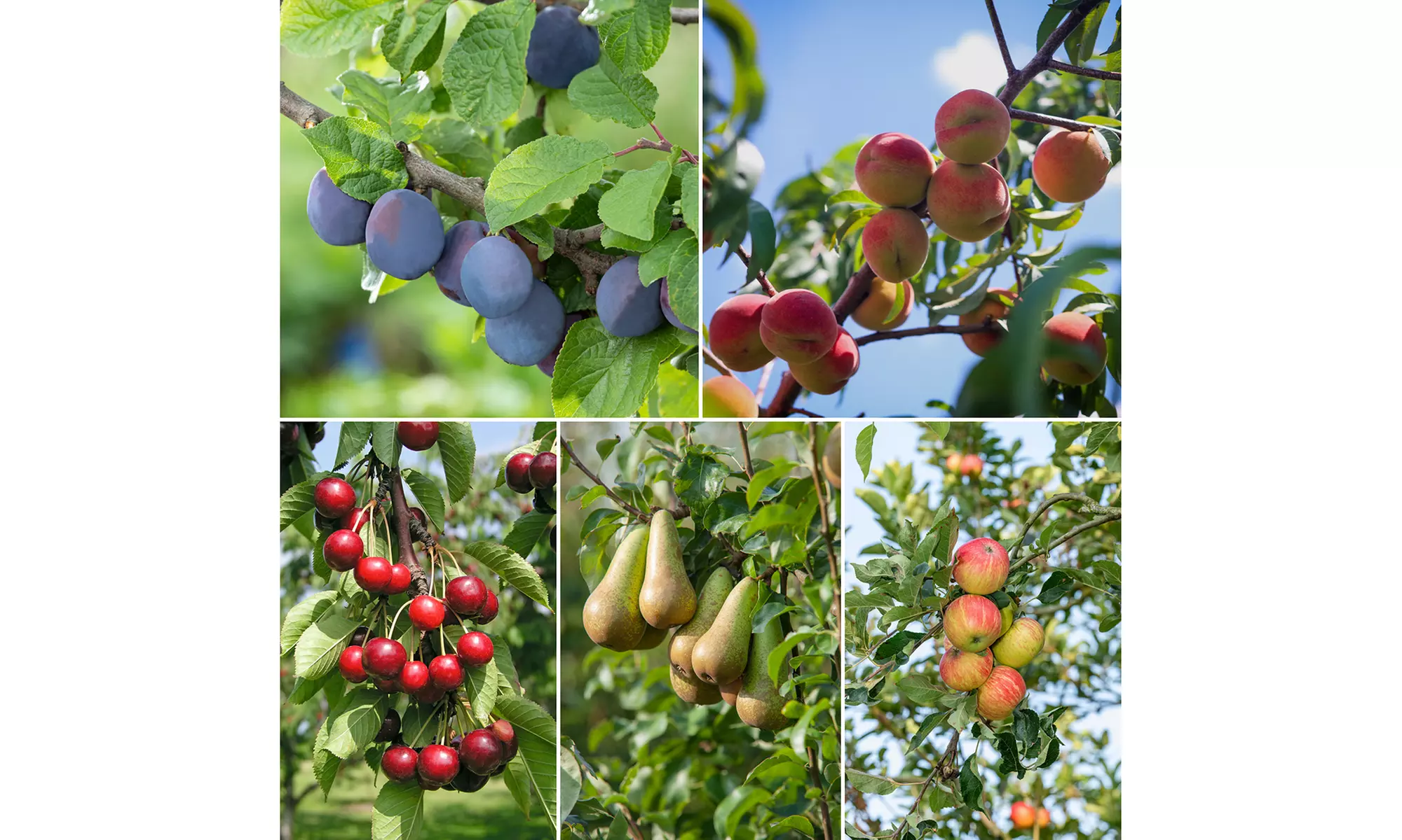 3, 5 of 10 fruitbomen