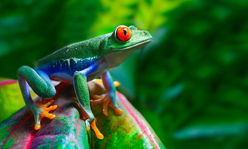 Image 6: 3- and 4-Star Mystery Costa Rica Hotel Stay with Tours