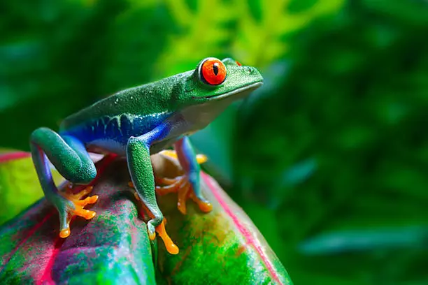 3- and 4-Star Mystery Costa Rica Hotel Stay with Tours