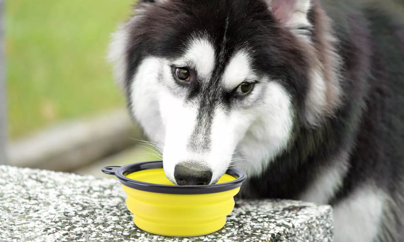 PetLuv Collapsible Silicone Travel Dog Bowls with Carabiners (4-Pack)