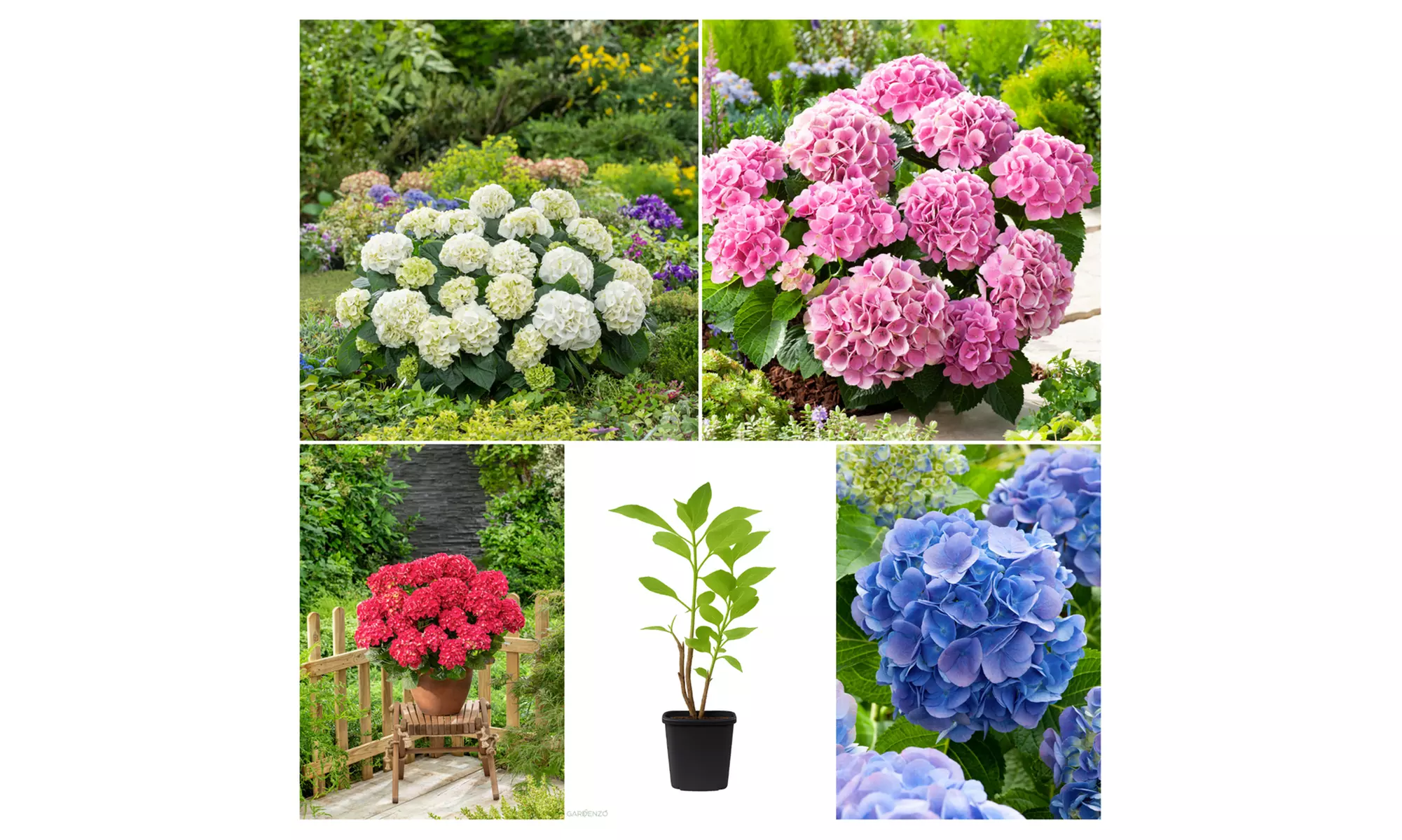 Set Hortensias Hydrangea macrophylla