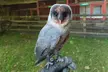 Experience the magic of owls up close with a two-hour session for one at Hawksflight Falconry (Up to77% Off) - Image 5