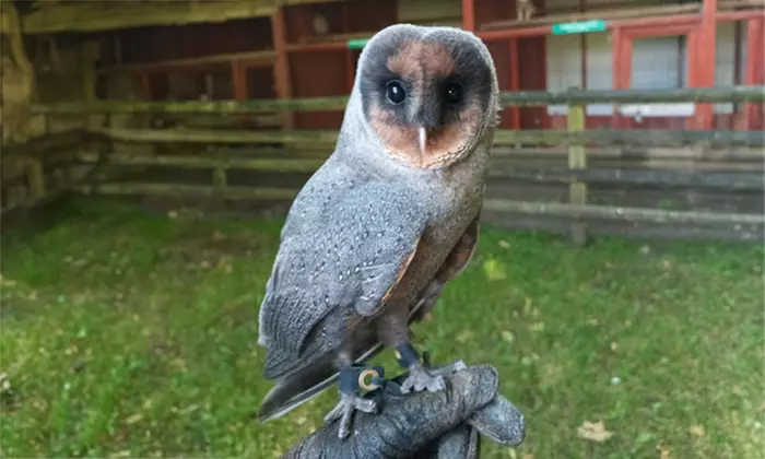 Get close to owls with a two-hour experience with Friends & Family