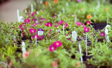 $15 for $30 Worth of Plants and Gardening Supplies at Perreault Nursery in Grafton - Primary Image