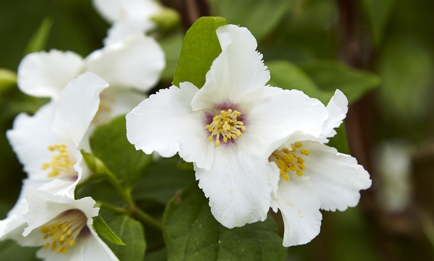 Image 5: Scented Mock Orange ‘Belle Etoile’ – Upto Three Potted Plants