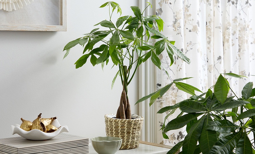 Image 20: 1-800-Flowers.com Deal: Next Day Valentine's Plants & Gifts Up to 50% off