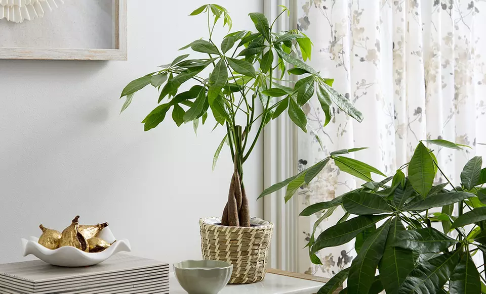 Fresh Greenery, Delivered Fast: Next Day Delivery Plants from 1-800-Flowers.com (Up to 50% Off)