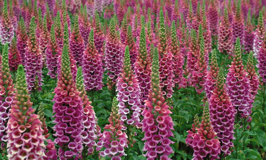 Image 2: 5 or 10 Foxglove Candy Mountain Plug Plants