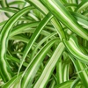 Image 6: Spider Plant 'Bonnie' in 3", 4", 6", and 8" sizes – Easy Care & Air-Purifying with Free Shipping Up to 15%Off