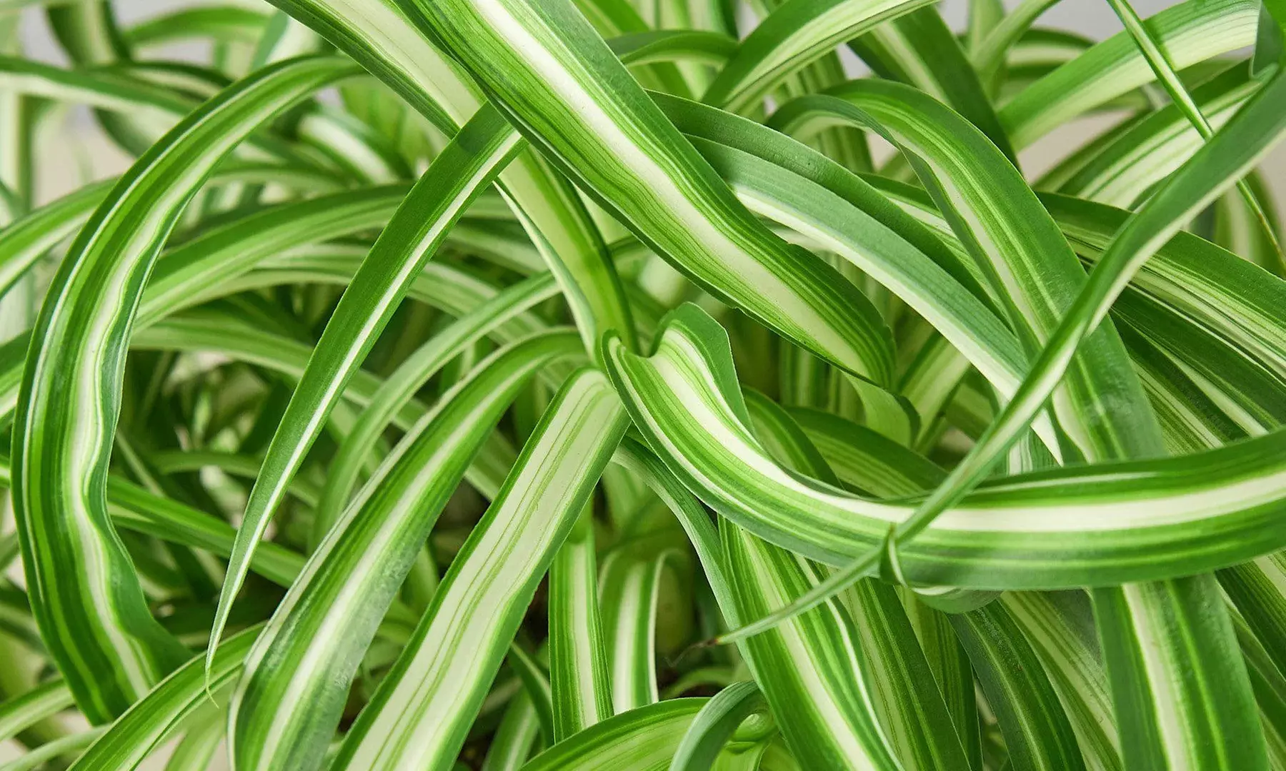 Curly Charm: Spider Plant 'Bonnie' – Easy Care & Air-Purifying from House Plant Shop with Free Shipping Up to 15%Off