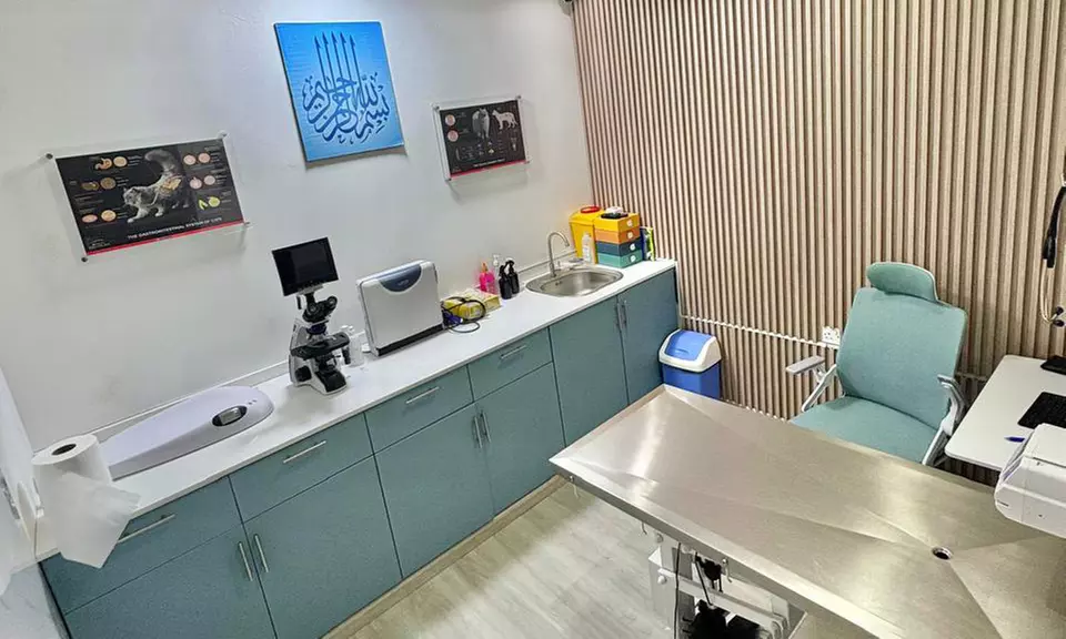 Pet Boarding & Daycare Packages for Cats and Dogs of All Sizes