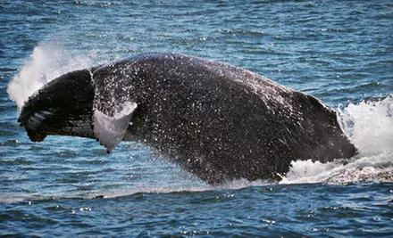 Whale- and Dolphin-Watching Tour for One, Two, or Four from Cape May Whale Watcher (Up to 58% Off) - Primary Image