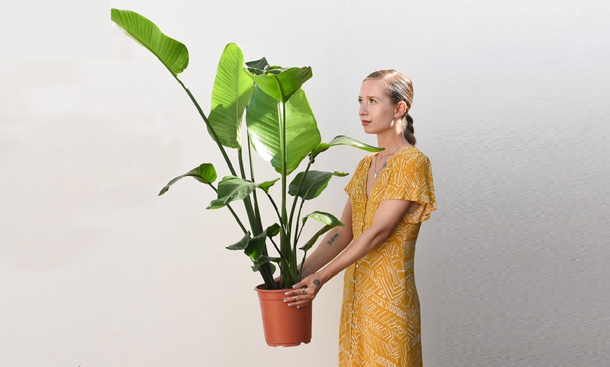 Image 1: Large White Bird of Paradise Houseplant in 21cm pot