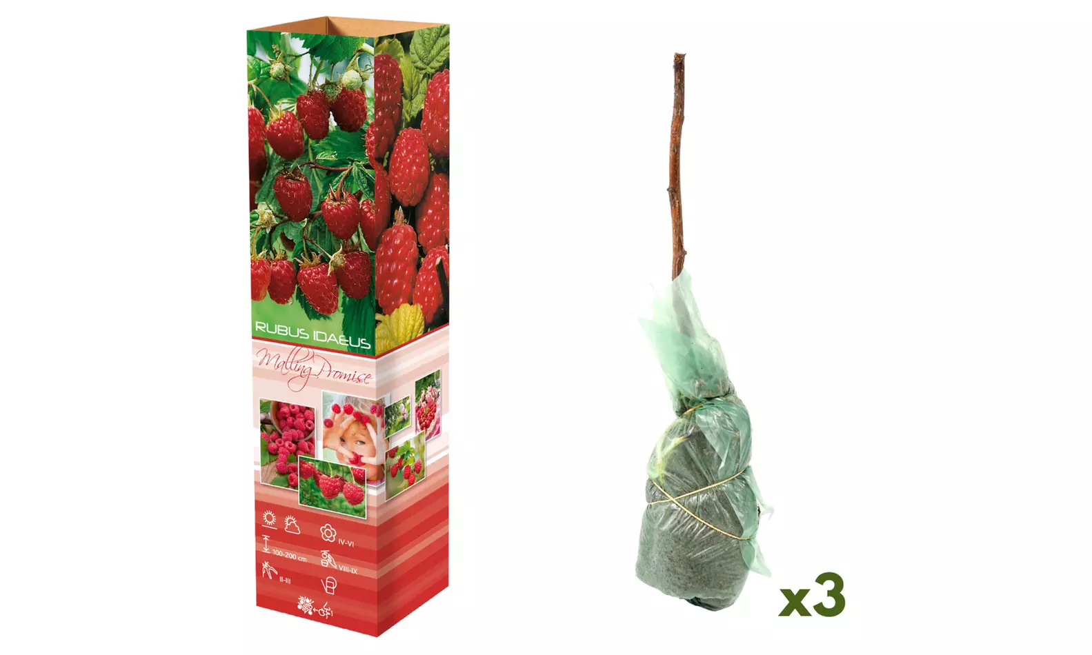 3x oder 6x Beerenpflanzen