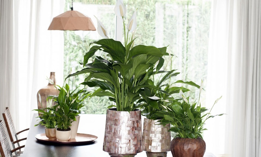 Image 2: Set van 2 Spathiphyllum 'Peace lily' lepelplanten
