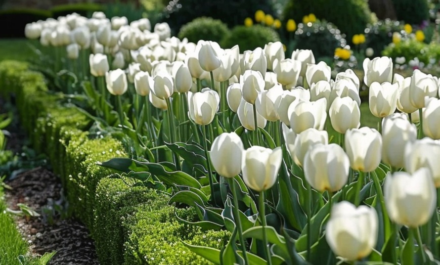 Image 2: Set van 14 of 21 'Northcap'-tulpenbollen