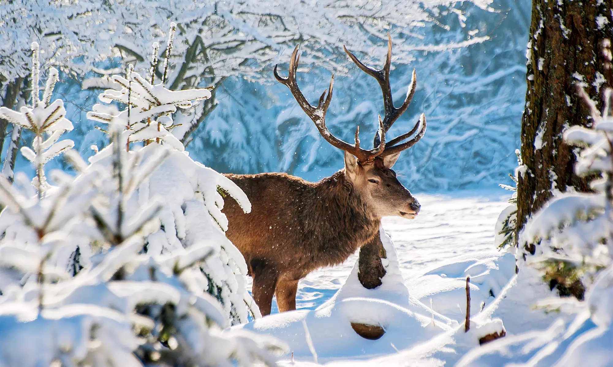 Weserbergland: 2-5 Tage für Zwei mit Frühstück und 1x 4-Gänge-Menü im Ringhotel Altes Forsthaus ab 79 € - Primary Image