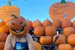 Blue Ridge Mountain Maze Offers 5 Acre Corn Maze & Festival Fun Admission for 1, 2, 3 or 4 -Up to 40% Off - Second Medium