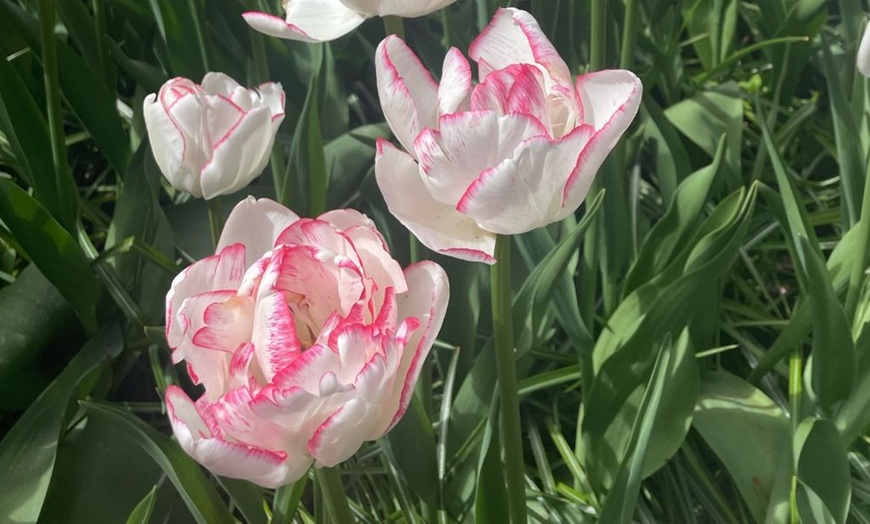 Image 10: 32 Tulip Bulbs – Vibrant Colour Changing Variety