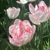 Image 10: 32 Tulip Bulbs – Vibrant Colour Changing Variety