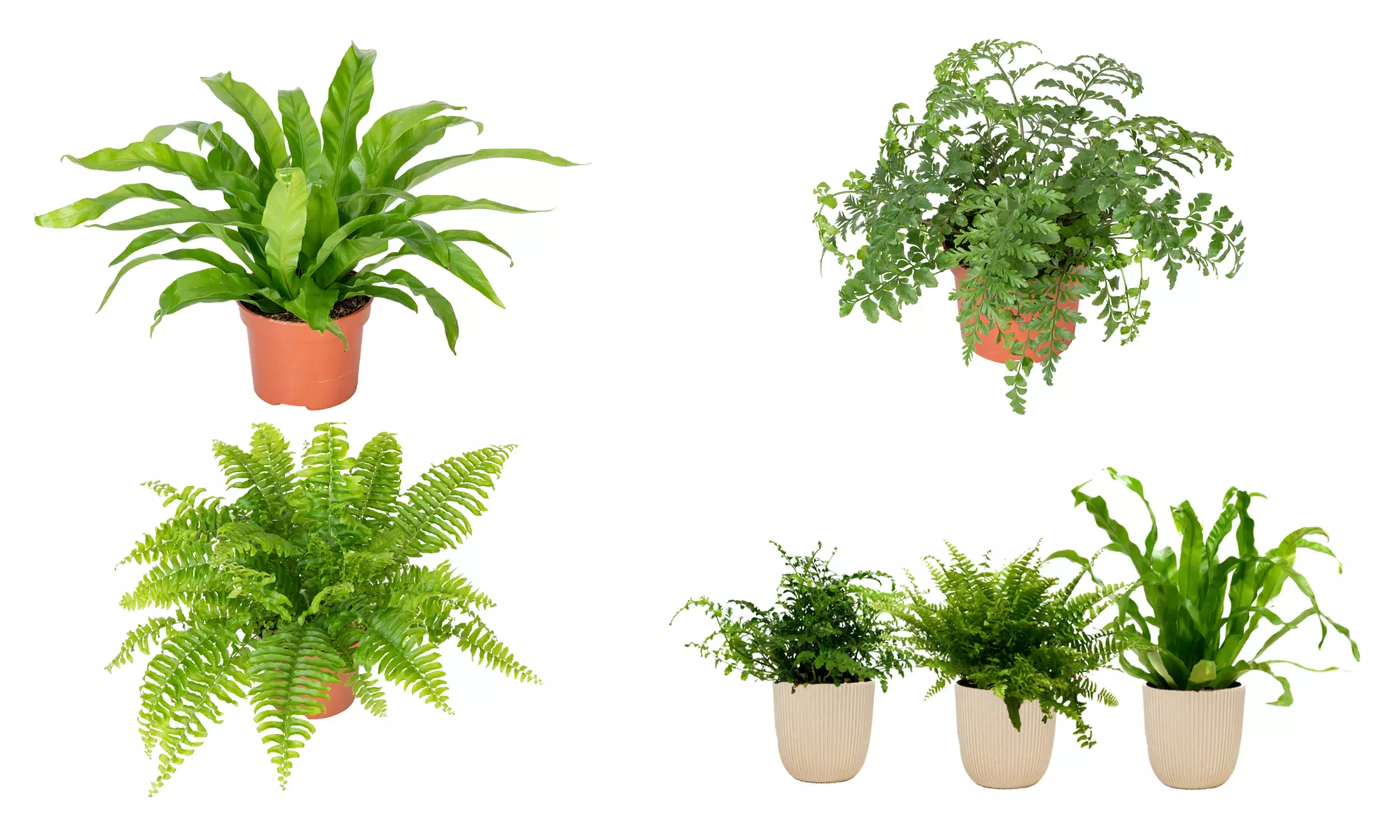 Ensemble de 3 plantes d'intérieur à fougères mélangées - Primary Image