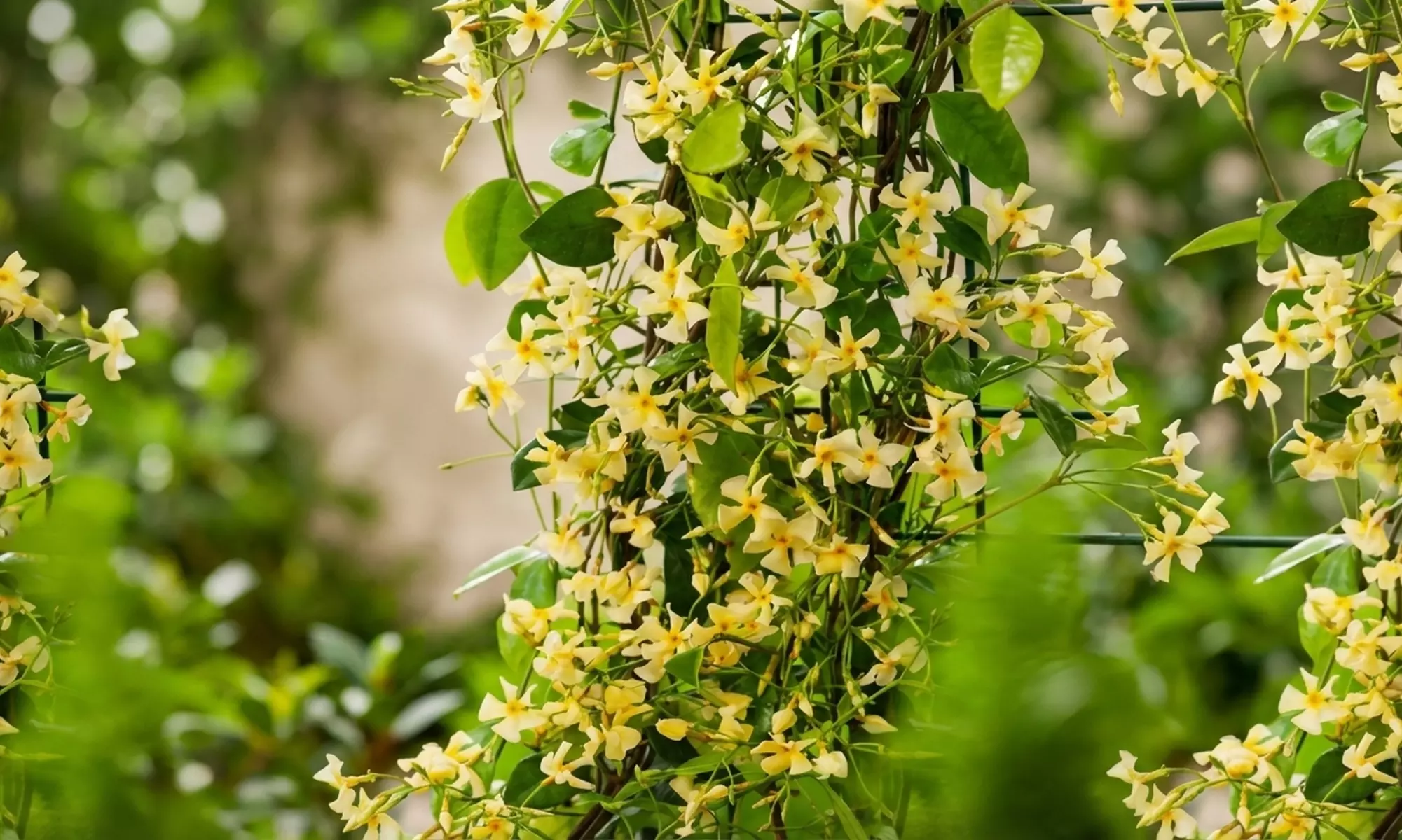 1 of 2 Toscaanse Jasmijnplanten XXL (110-120 cm)
