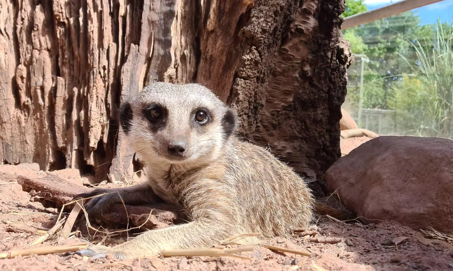 Embark on a Wild Adventure at Up to 58% Off at Exotic Zoo!