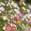 Image 4: 10 or 20 Erigeron Sea of Blossom Garden-Ready Plants