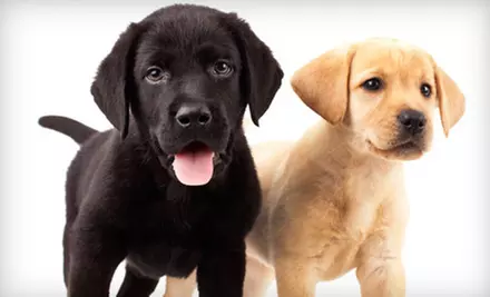 Dog Daycare or Boarding at Dog On It Doggie Daycare & Boarding (Up to 57% Off) - Primary Image