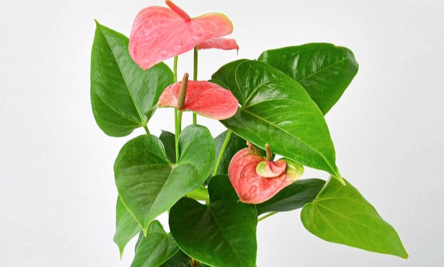 Image 3: Deluxe Valentine’s Plant Bundle with Free Shipping (Up to 20% Off)