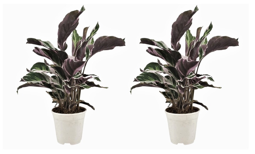 Image 8: Plante de Calathea Fusion White