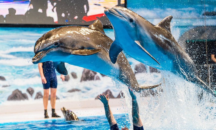 Image 1: VIP & Regular Passes to Dolphin & Seal Show for Adults & Children 