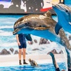 Image 1: VIP & Regular Passes to Dolphin & Seal Show for Adults & Children 