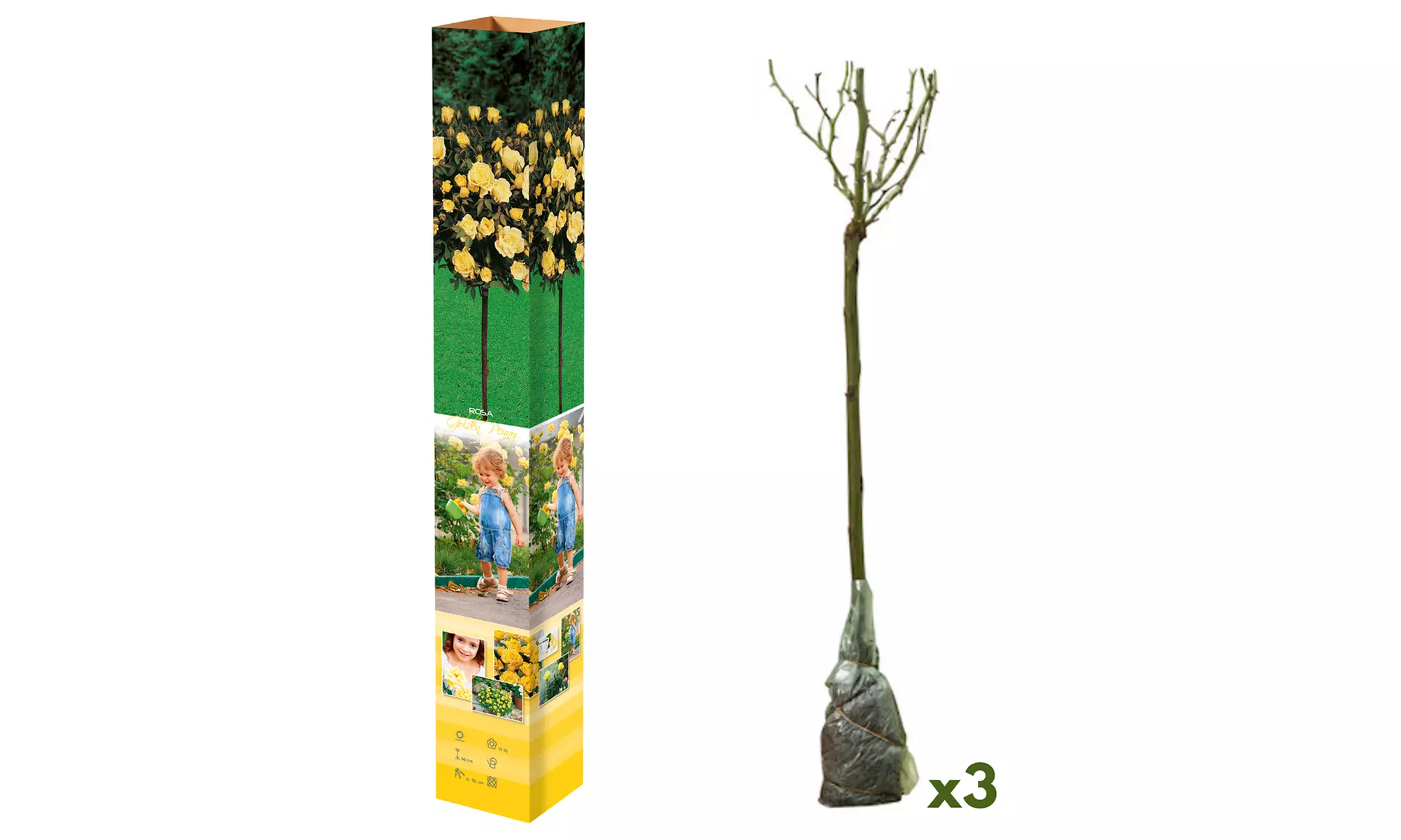 3er- oder 5er-Set Mini-Stammrosen