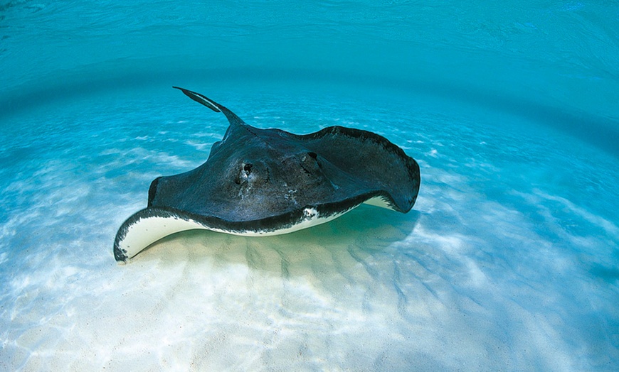 Image 11: Oceanarium Experience for One Adult, Child, Senior or Family of Upto 5